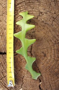 Fishbone Cactus Cutting