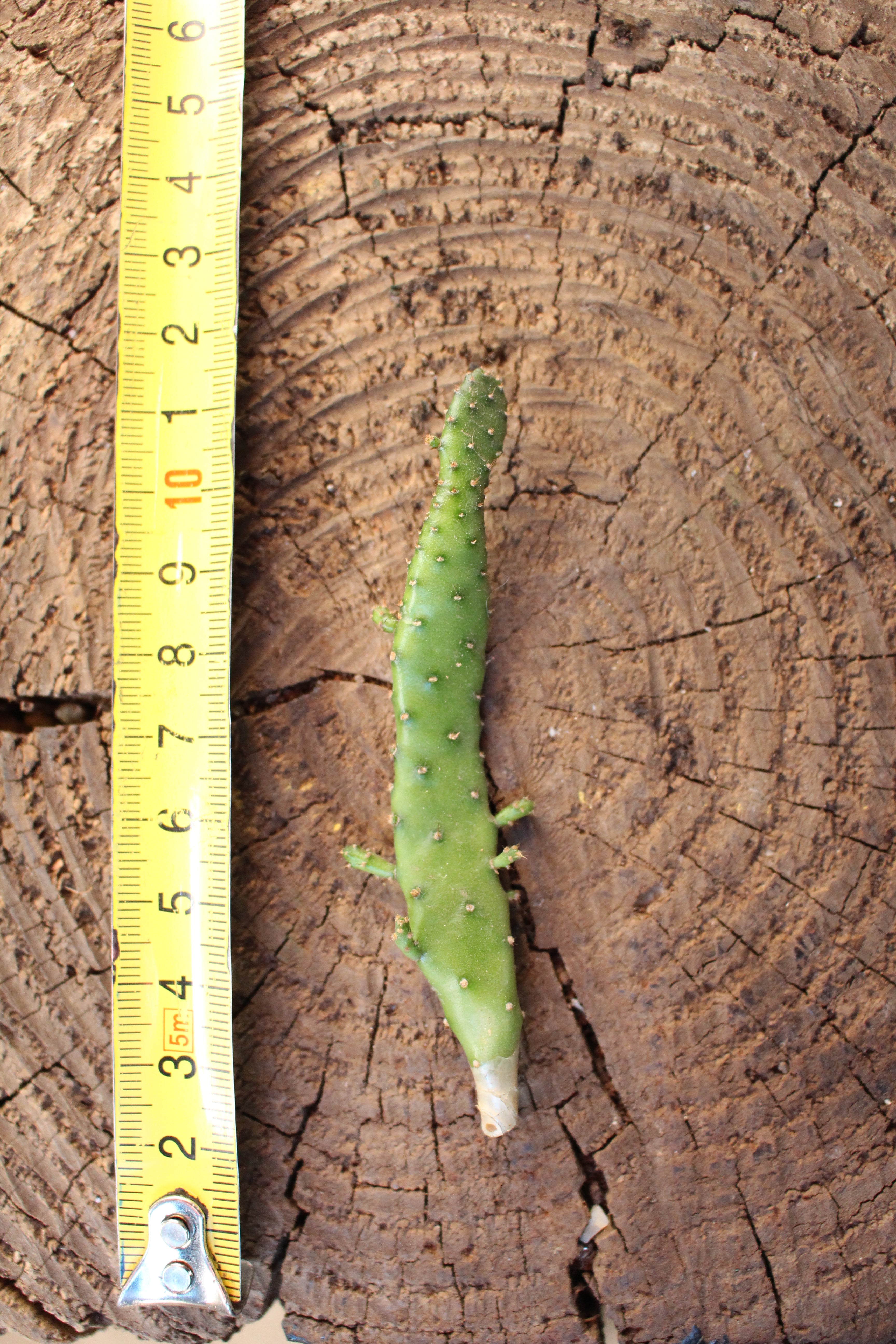 Opuntia Cactus Cutting