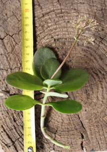 Crassula Multicava Cuting