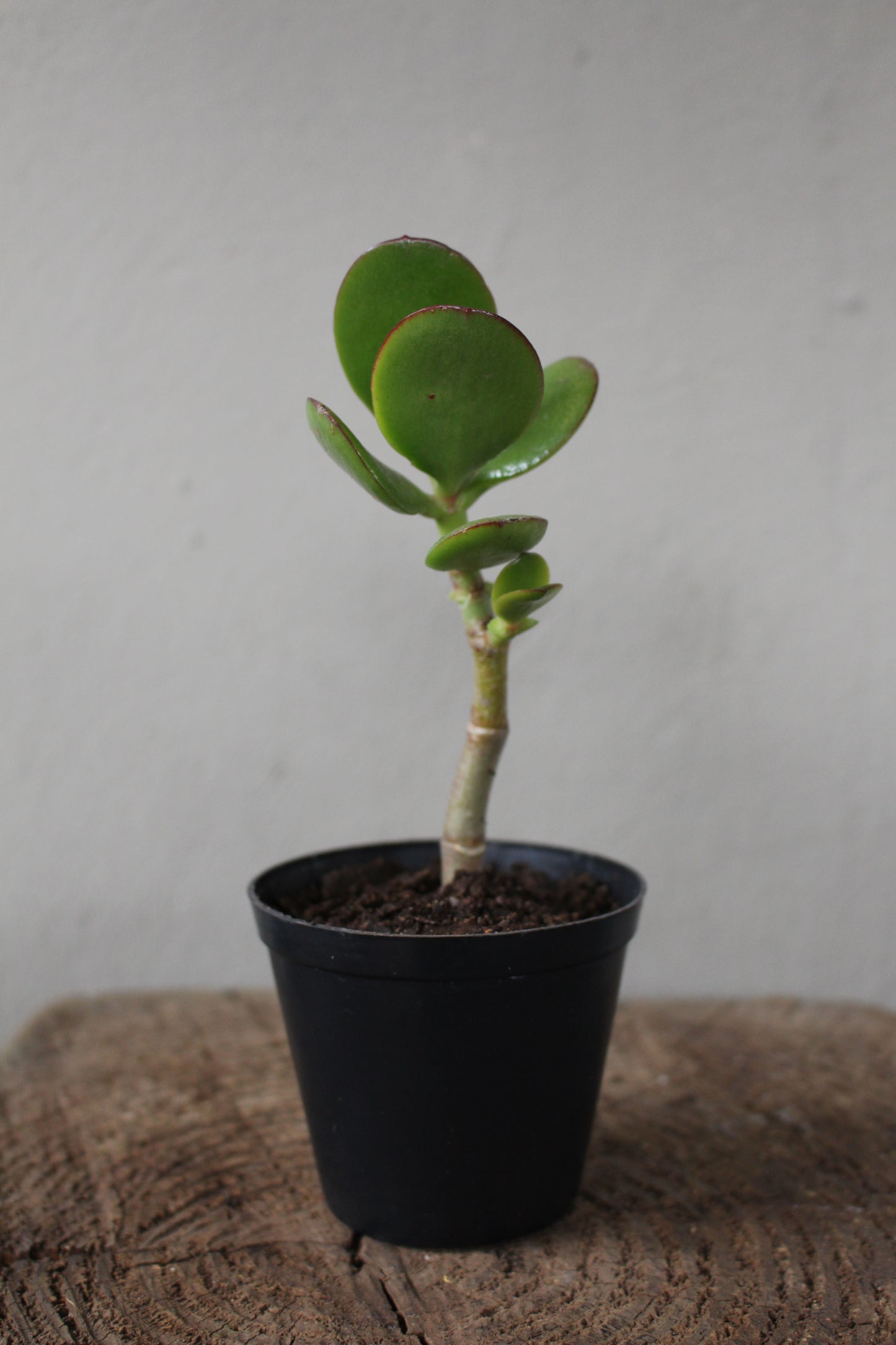 Jade Money Plant small terrarium