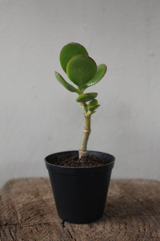Jade Money Plant small terrarium
