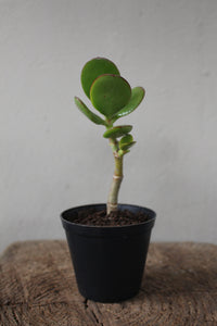 Jade Money Plant small terrarium