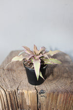 Load image into Gallery viewer, Cryptanthus It Small
