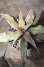 Load image into Gallery viewer, Cryptanthus It Small
