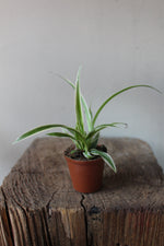 Load image into Gallery viewer, Spider Plant Terrarium
