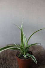 Load image into Gallery viewer, Spider Plant Terrarium
