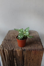 Load image into Gallery viewer, Polka Dot plant Green White terrarium
