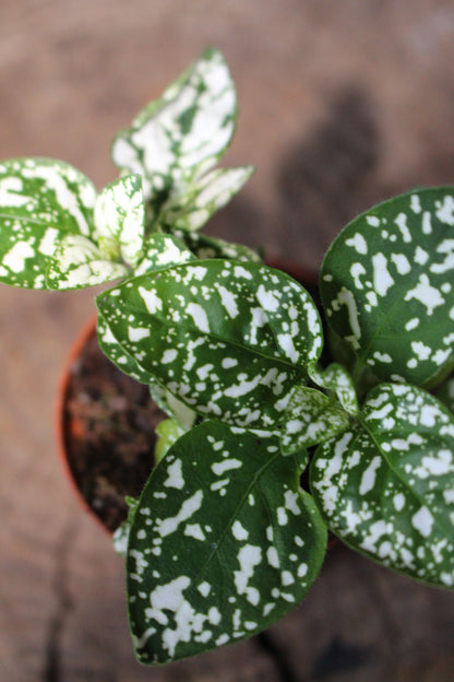 polka dot plant in terrarium Polka Dot Plant Green White Terrarium South Africa – i-go-eco