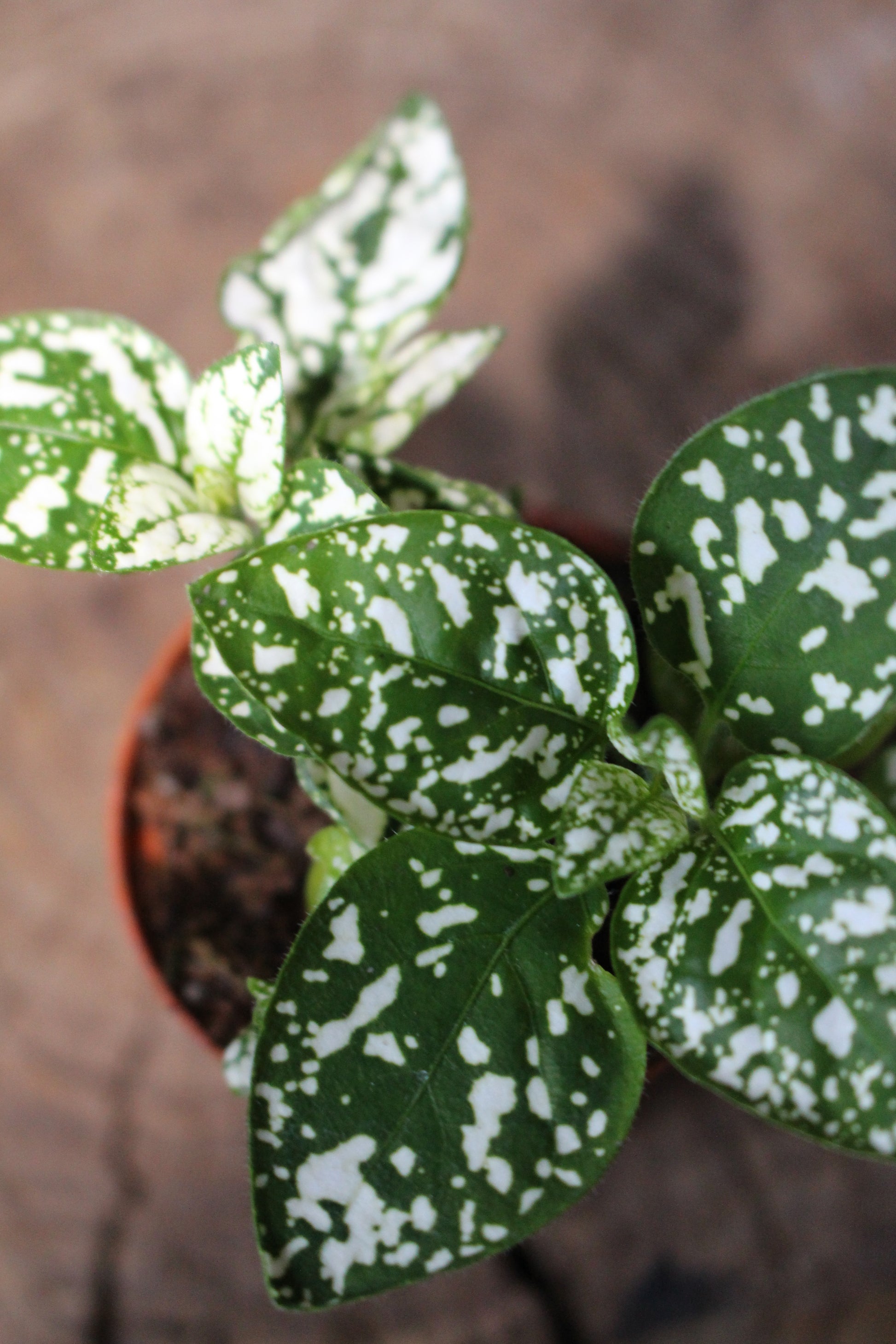 Polka Dot plant Green White terrarium