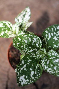 Polka Dot plant Green White terrarium