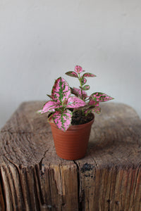 Polka Dot Plant Red Terrarium