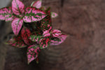 Load image into Gallery viewer, Hypoestes phyllostachya  Red Terrarium
