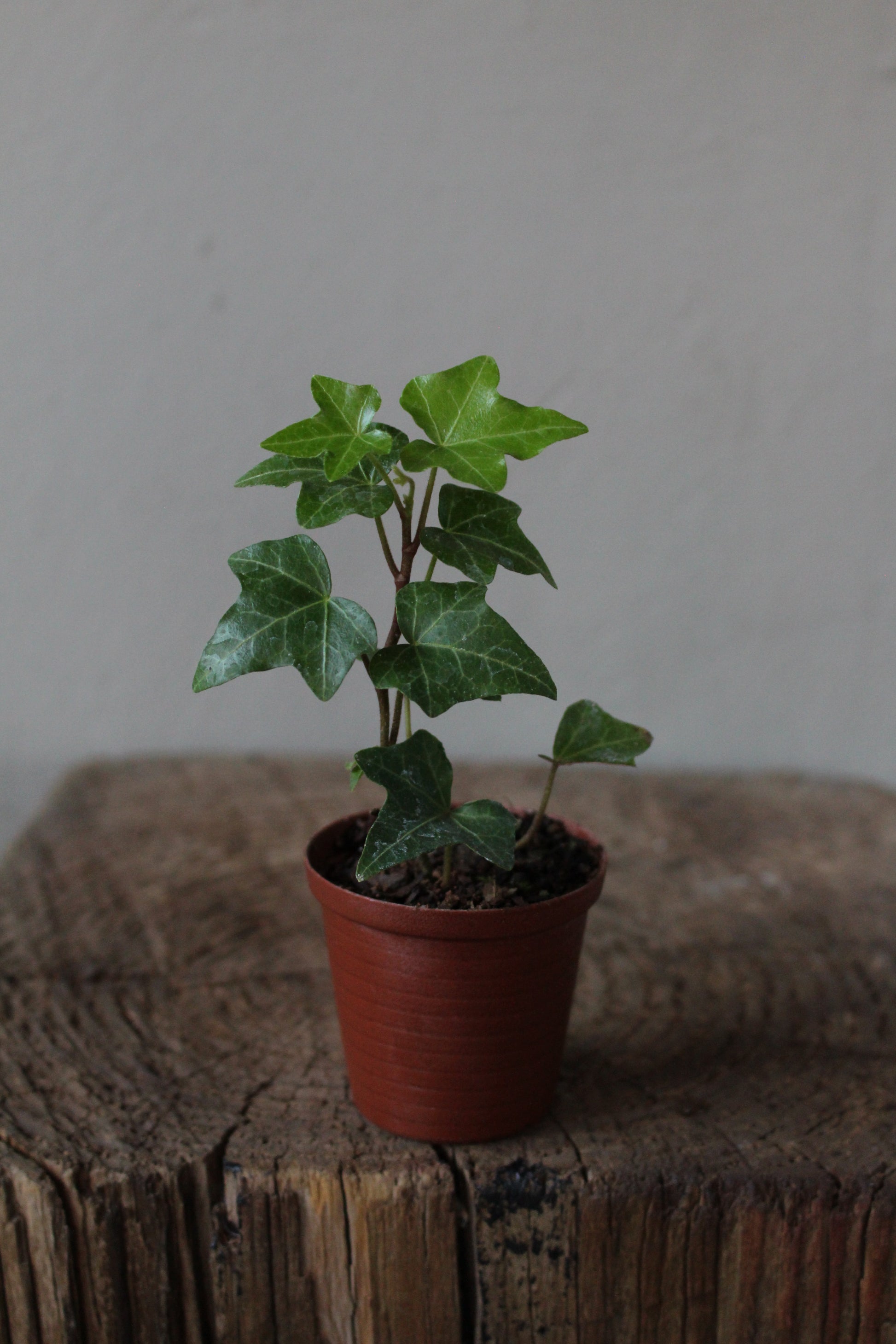 English ivy Terrarium