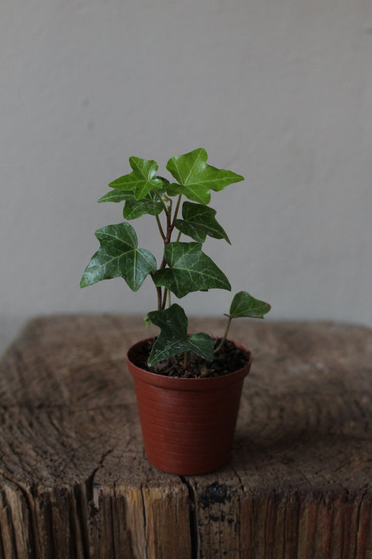 English ivy Terrarium