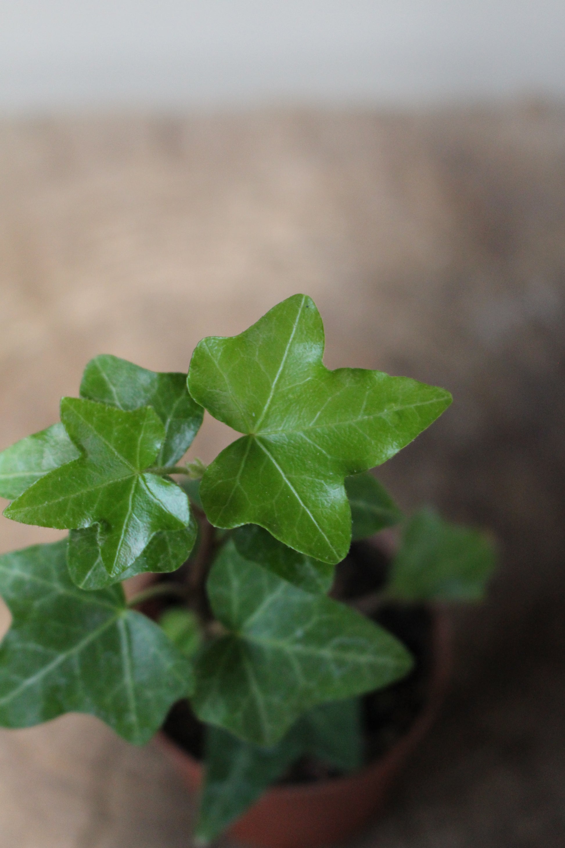 English ivy Terrarium