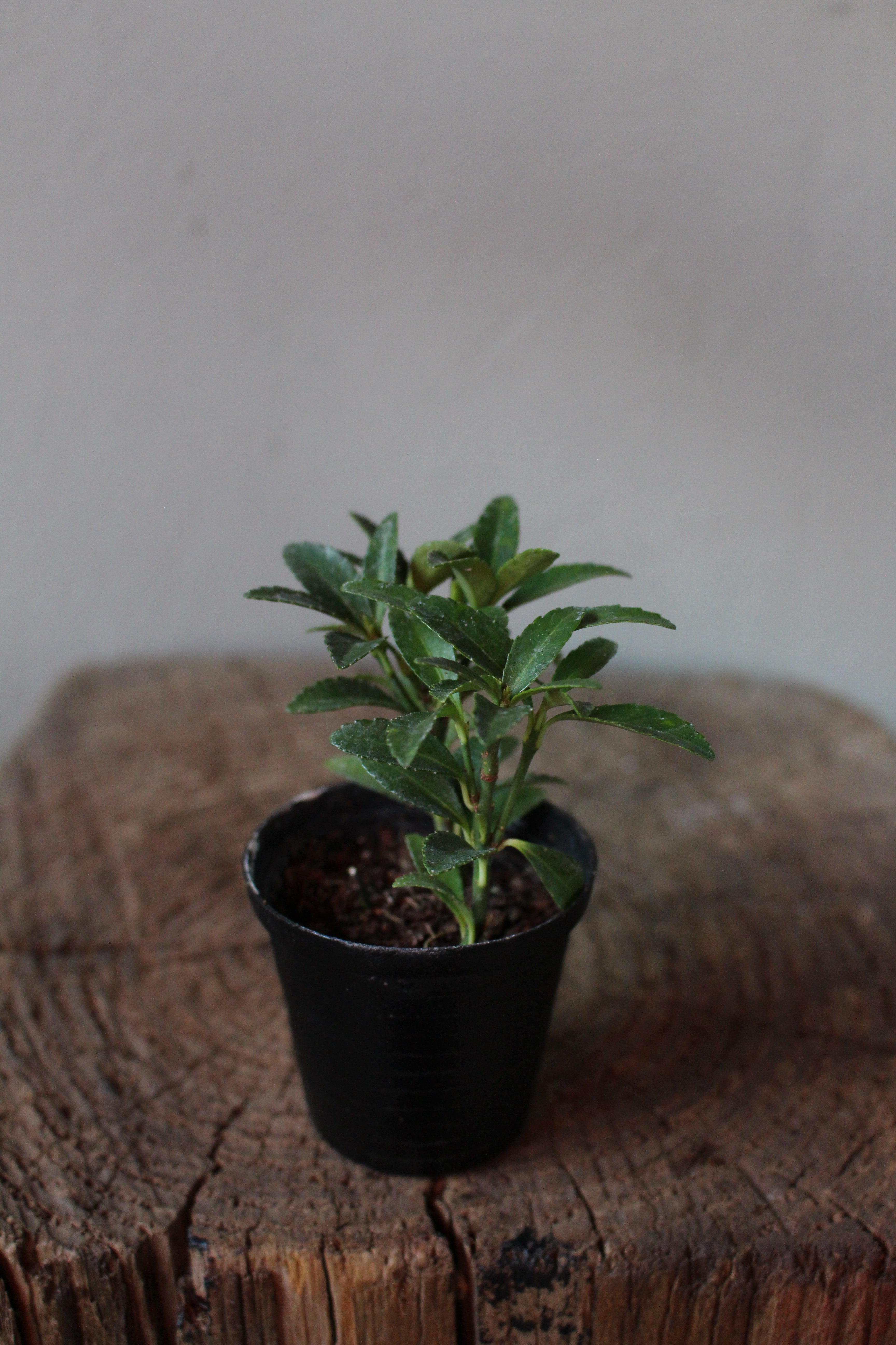 Euonymus Japonicus Small