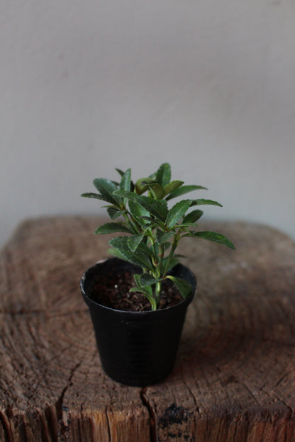 Euonymus Japonicus Small