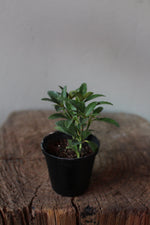 Load image into Gallery viewer, Euonymus Japonicus Small
