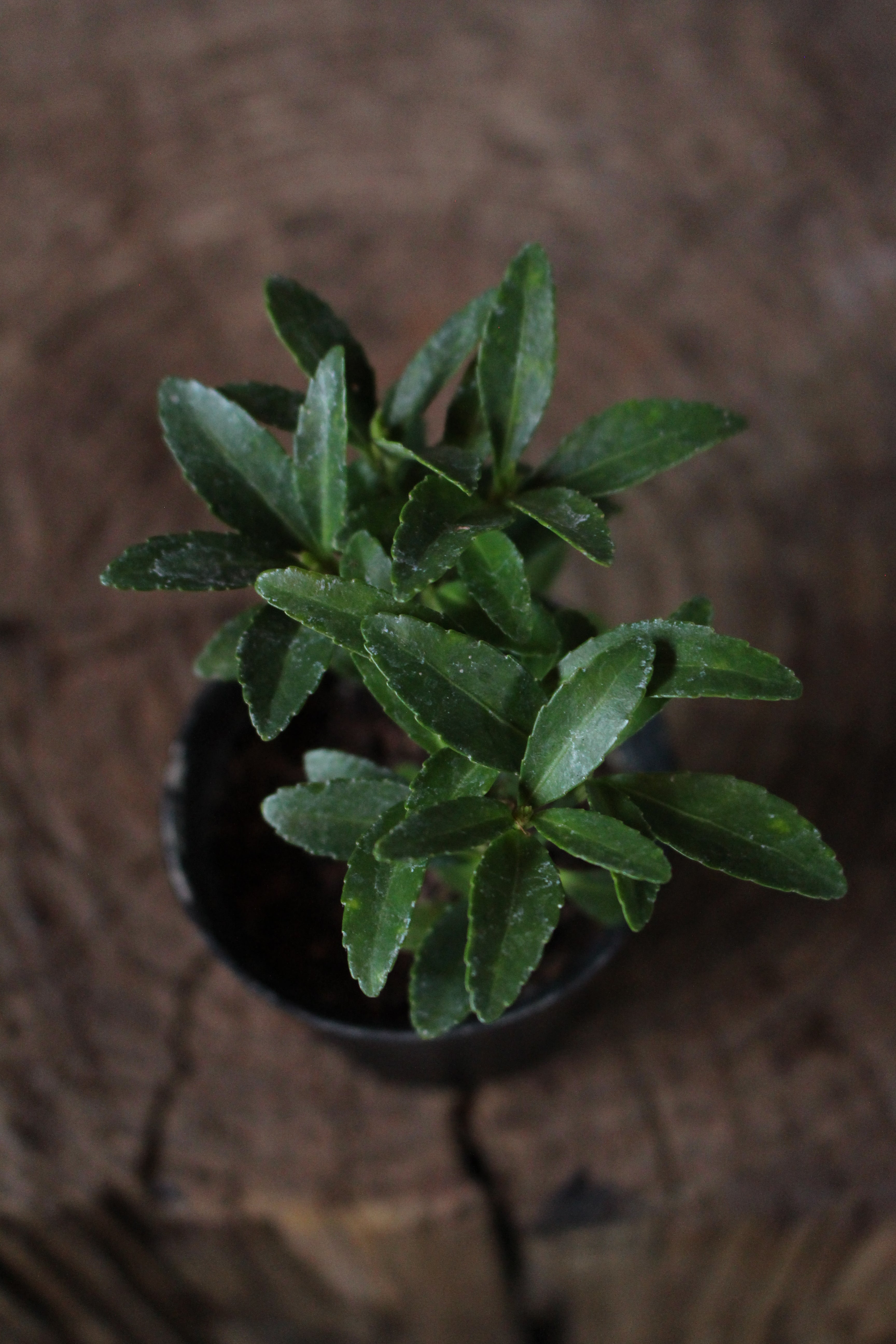 Euonymus Japonicus Small