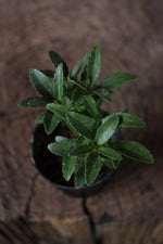 Load image into Gallery viewer, Euonymus Japonicus Small
