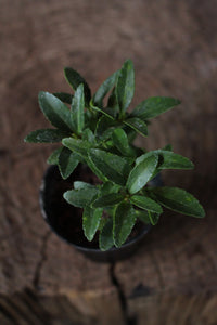 Euonymus Japonicus Small