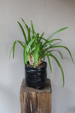 Load image into Gallery viewer, Agapanthus Purple Delight
