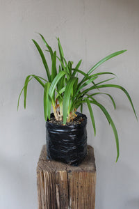 Agapanthus Purple Delight