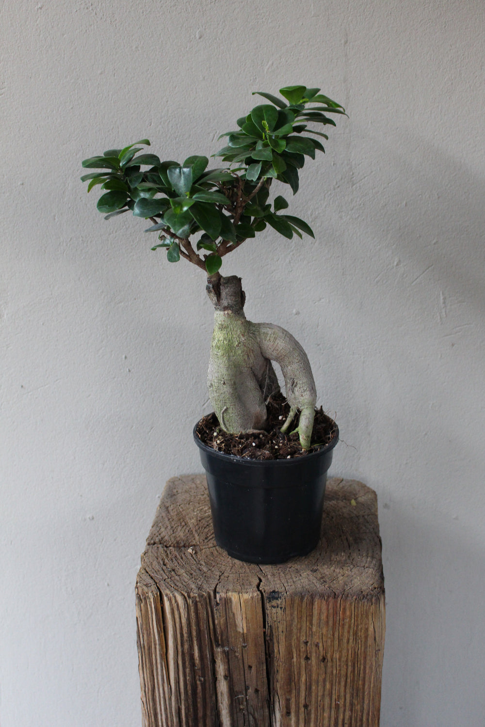 Ficus Ginseng