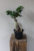 Ficus Ginseng