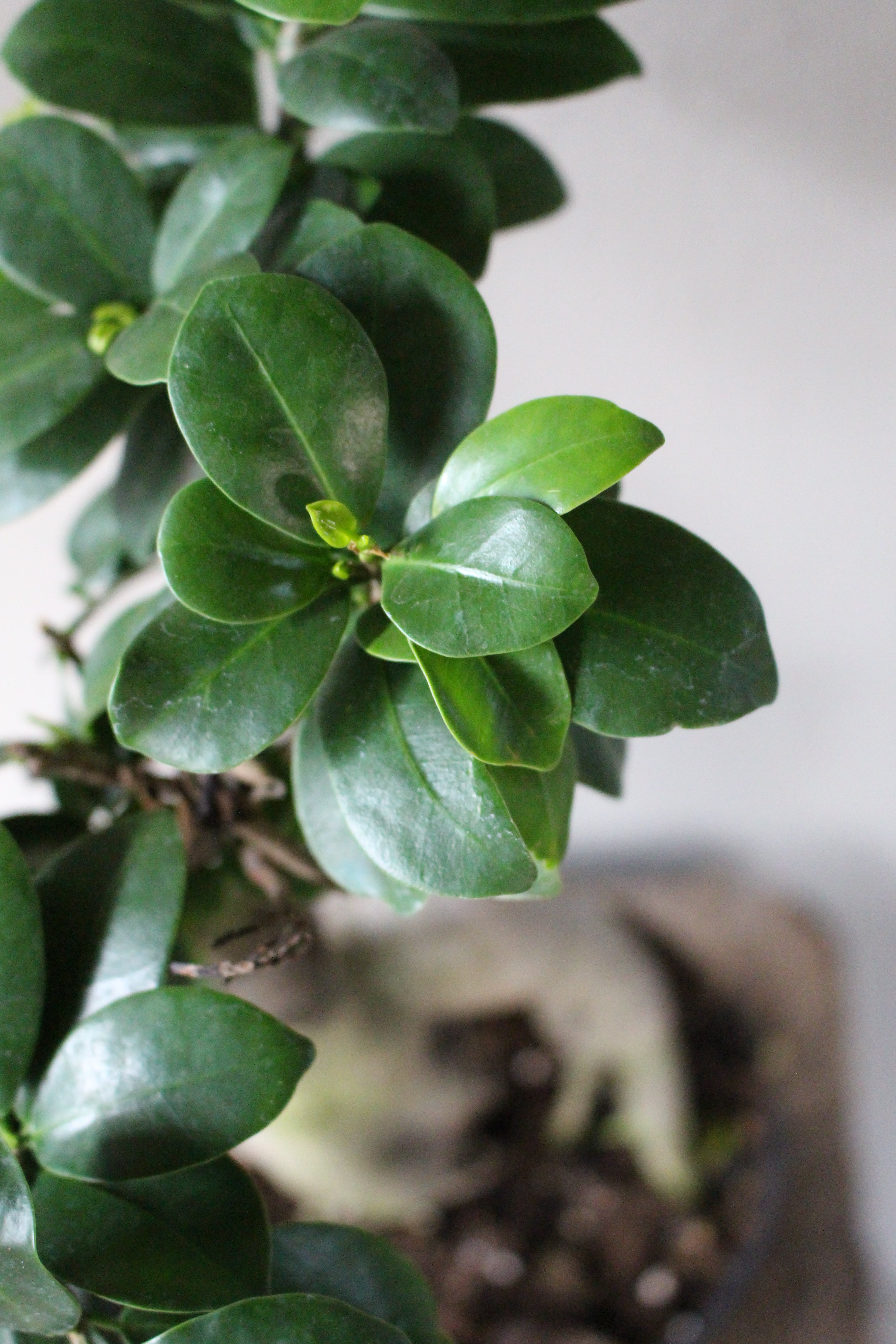 Ficus Ginseng