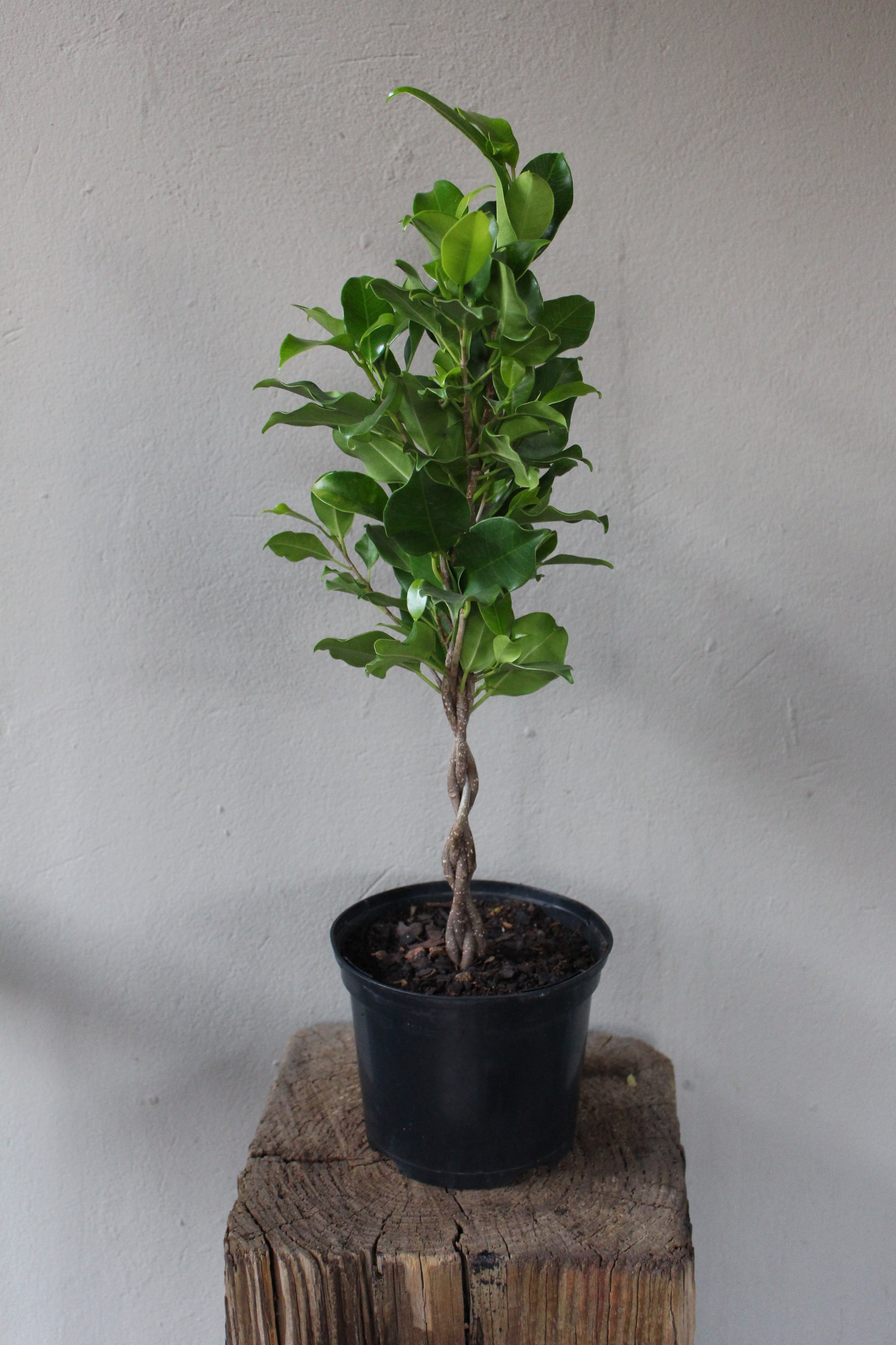 Ficus Benjamina braided