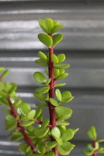 Load image into Gallery viewer, Portulacaria afra Spekboom
