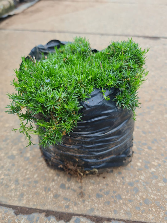 Irish Moss