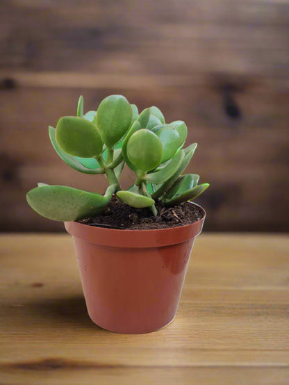 Jade Money Plant Crassula Ovata 