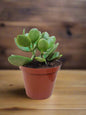 Jade Money Plant Crassula Ovata 