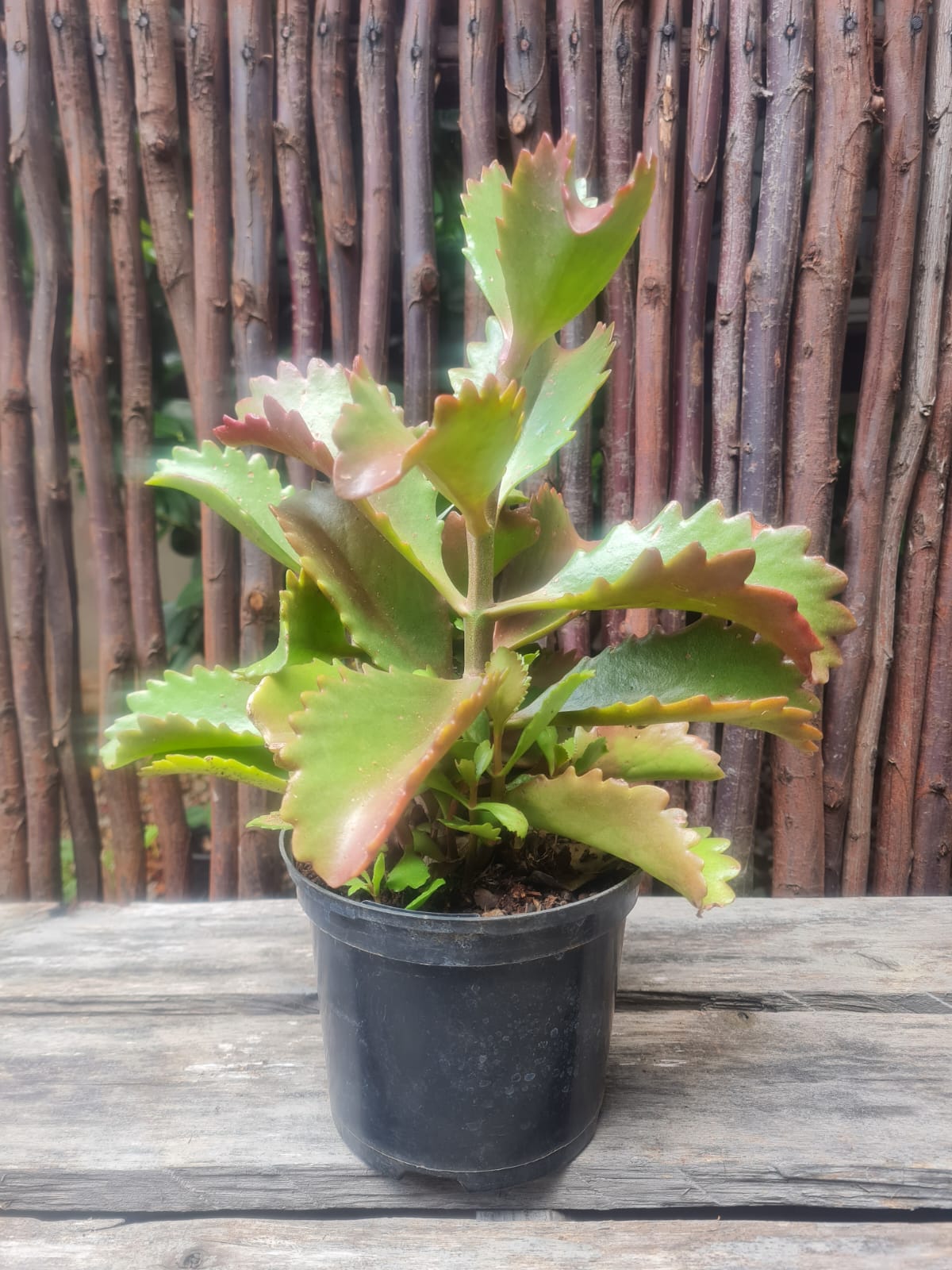 Kalanchoe Sexangularis
