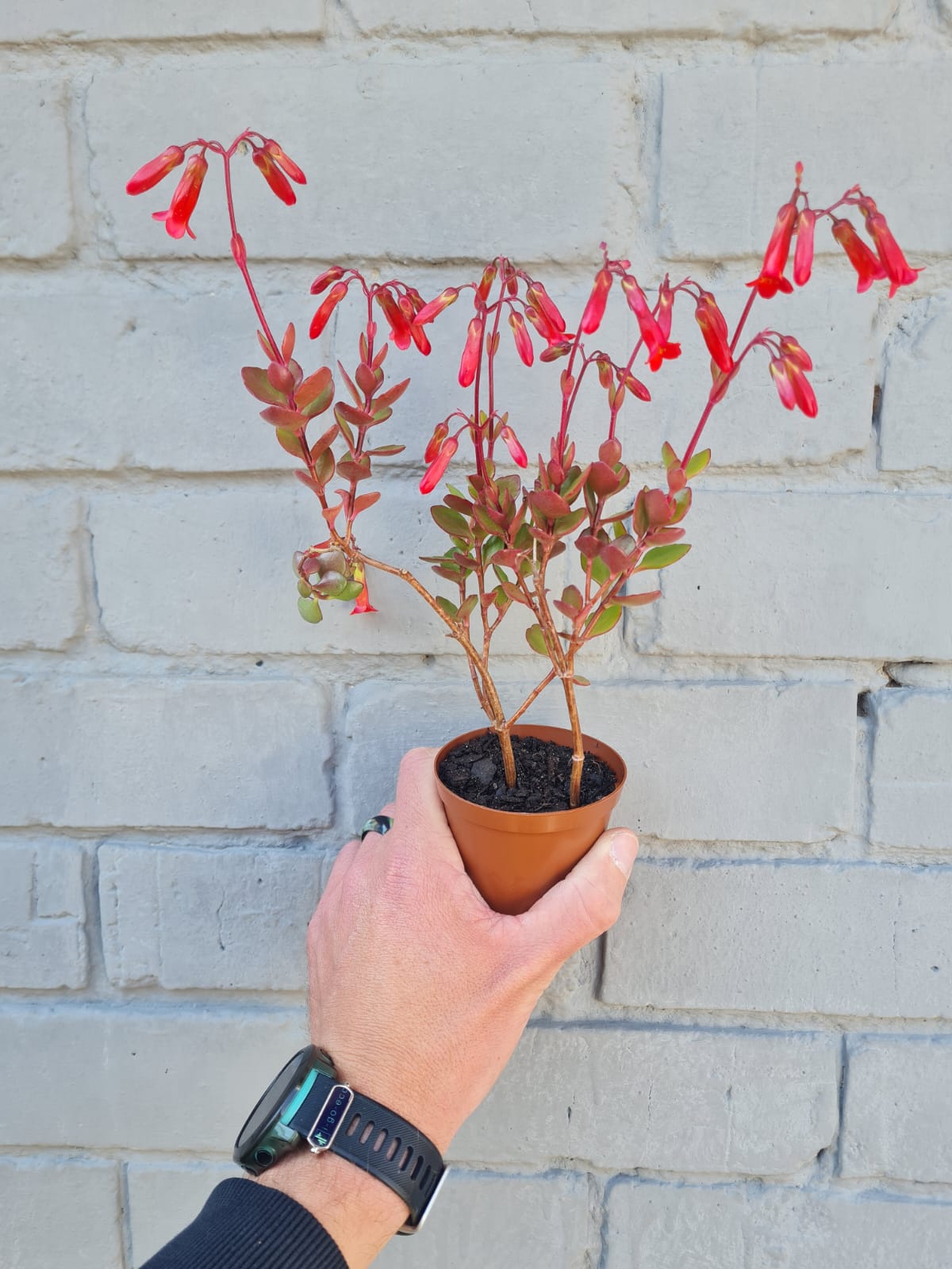 Kalanchoe Tessa