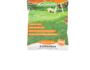 Evergreen grass seeds