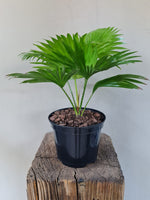 Load image into Gallery viewer, Livistonia Rotundifolia
