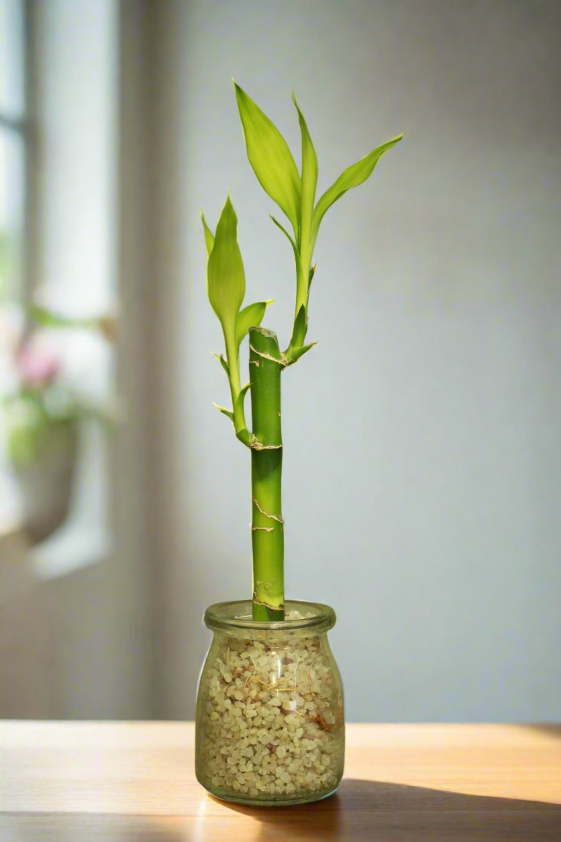 lucky bamboo in gravel Lucky Bamboo South Africa – i-go-eco