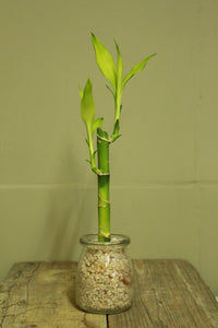 Lucky Bamboo Gift