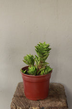 Load image into Gallery viewer, Aloe Squarrosa

