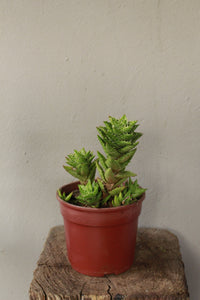 Aloe Squarrosa