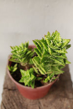 Load image into Gallery viewer, Aloe Squarrosa
