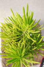 Load image into Gallery viewer, Senecio Barbertonicus Klatt
