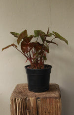 Load image into Gallery viewer, Syngonium Maria Bronze
