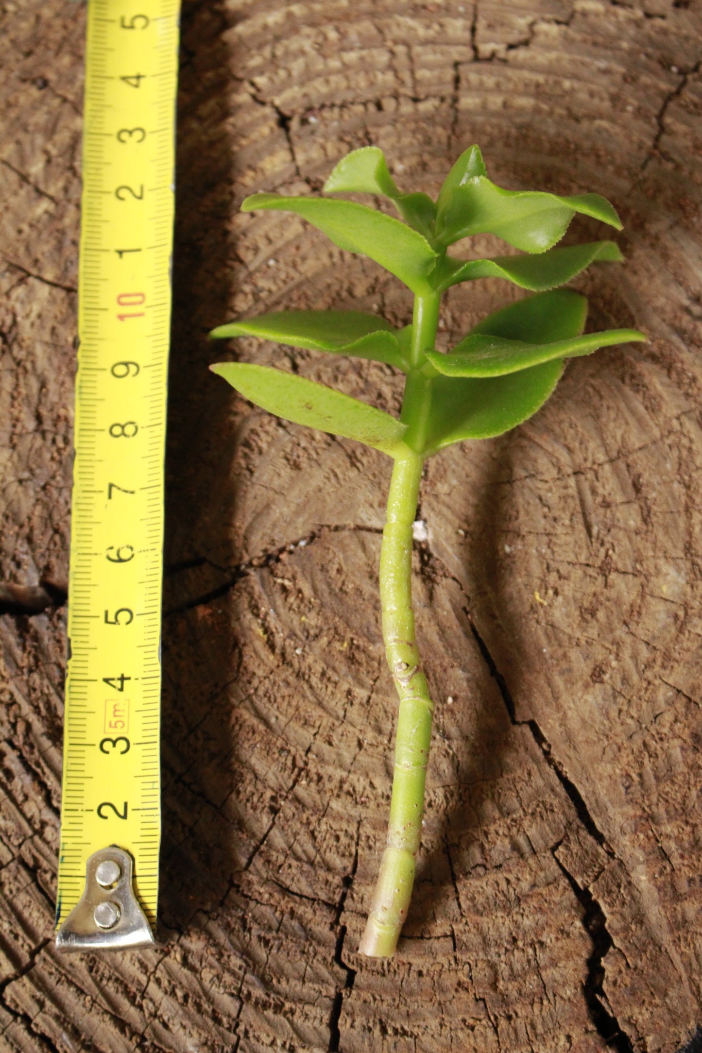 Crassula Sarmentosa Cutting