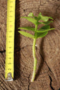 Crassula Sarmentosa Cutting