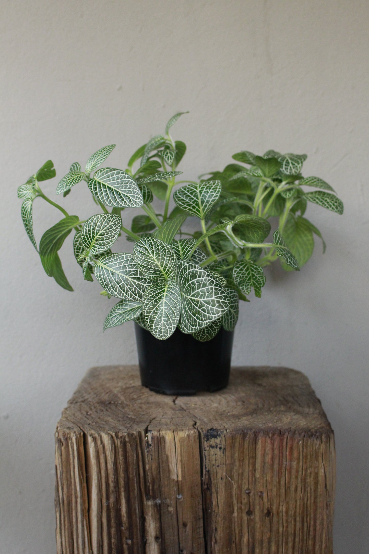 Fittonia Green - Nerve Plant
