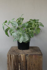 Load image into Gallery viewer, Fittonia Green - Nerve Plant
